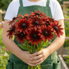Cherry Brandy, Rudbeckia Seeds